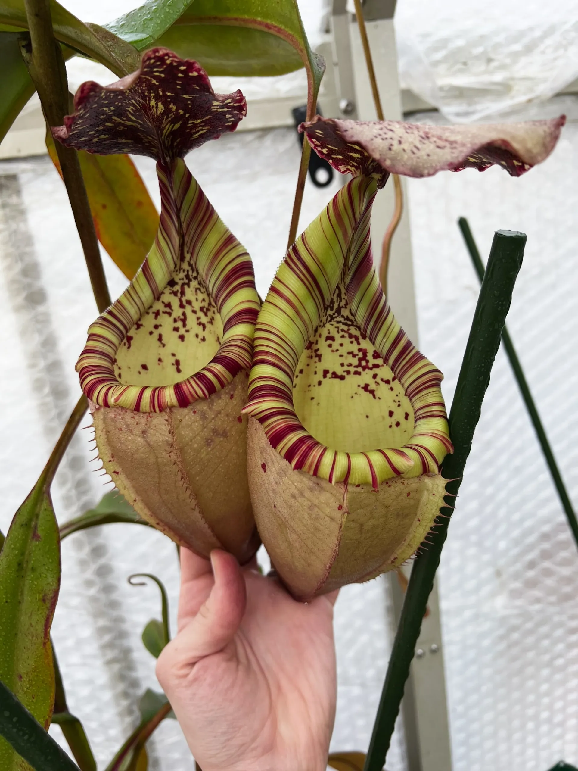大株！ N.xtrusmadinsis x burbidgeae EP ウツボカズラ